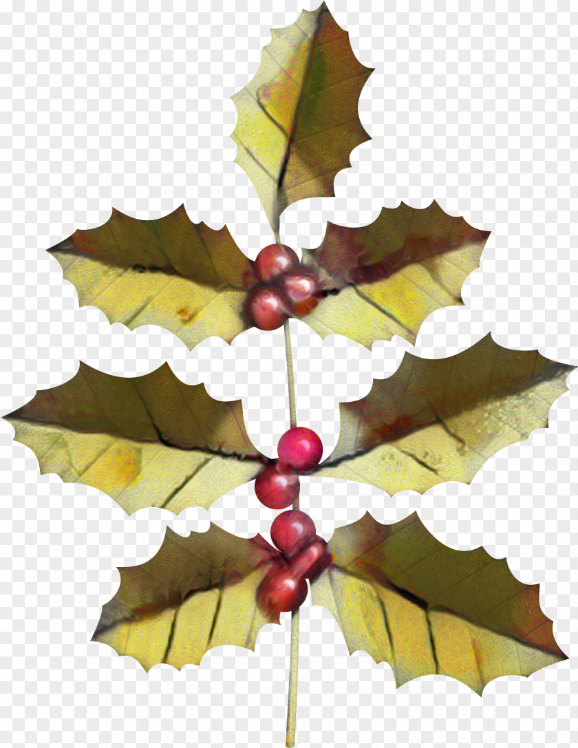 Black Maple Vitis Christmas Tree Leaves PNG