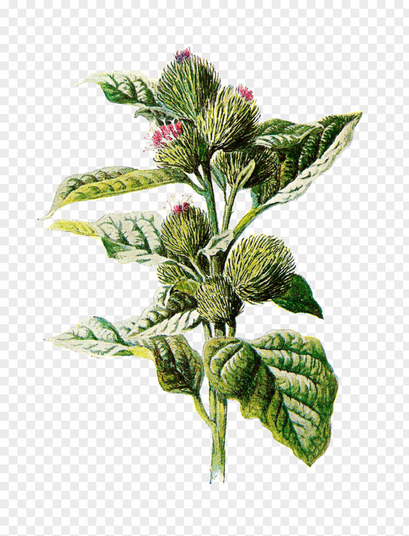 Botanical Greater Burdock Drawing Flower Clip Art PNG