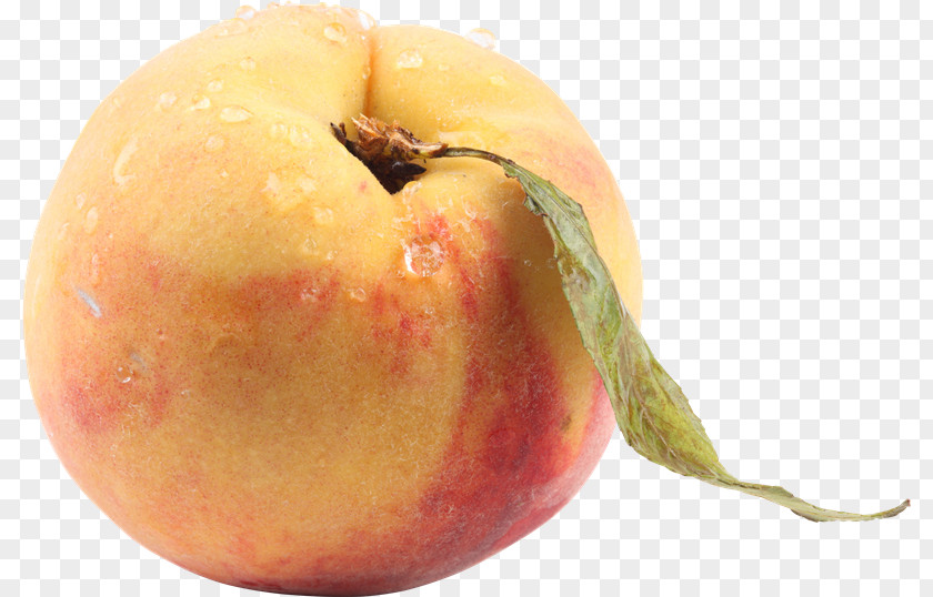 Durazno Peach Apricot Clip Art PNG