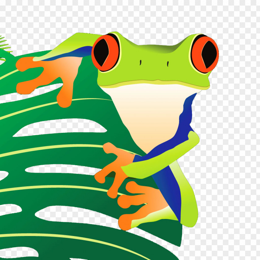 Painted Frog Tree True Toad PNG