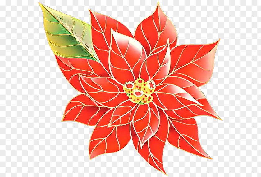 Petal Plant Flower Poinsettia Leaf PNG