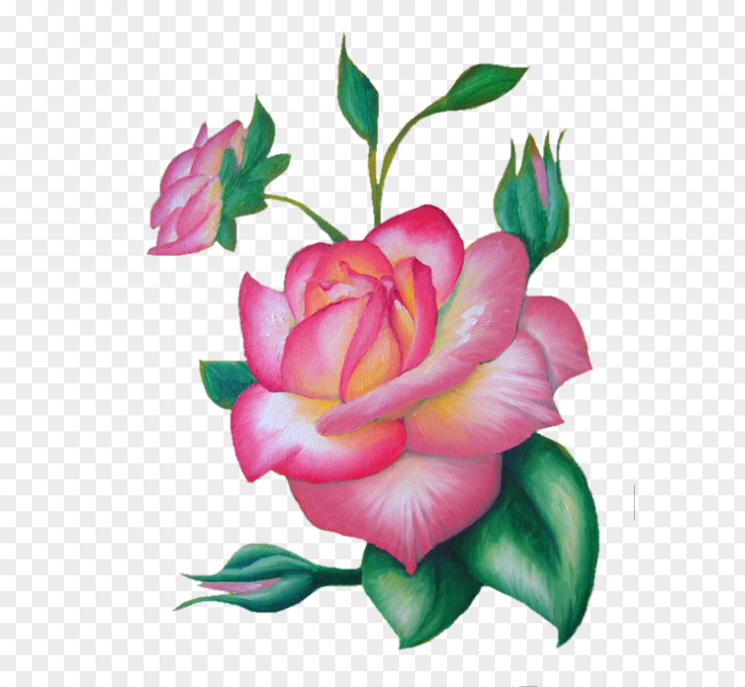 Work In Progress Garden Roses Cabbage Rose Floribunda Bud PNG