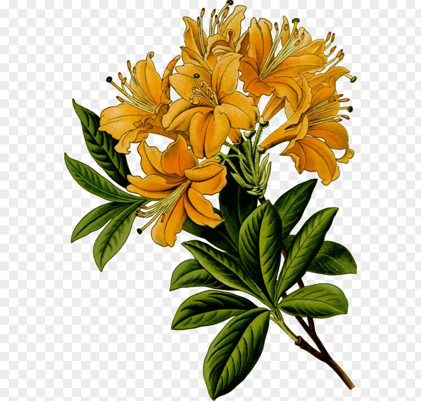 Cartoon Rhododendron Clip Art Openclipart Free Content Pacific PNG