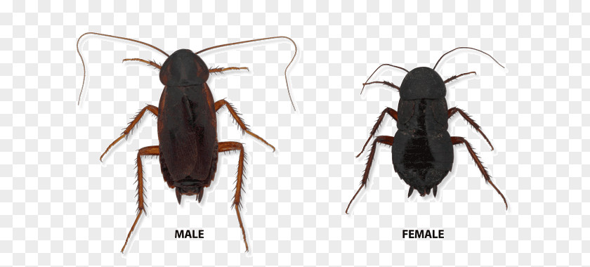 Cockroach German Indiana Insect Oriental PNG