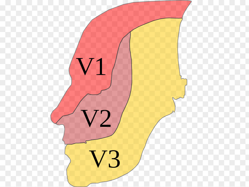 Cranial Nerve Trigeminal Dermatome Neuralgia Ophthalmic PNG