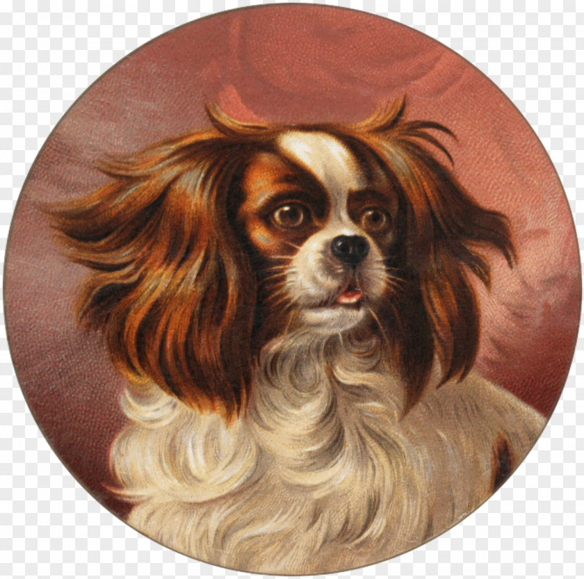 Puppy Cavalier King Charles Spaniel Phalène Dog Breed PNG