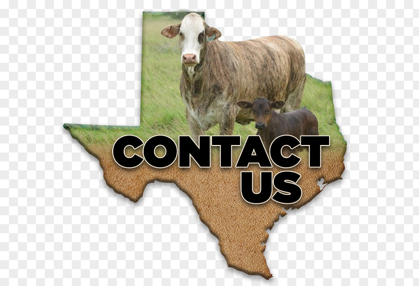 Sales Commission Beeville Livestock Braford Brahman Cattle 0 Ranch PNG