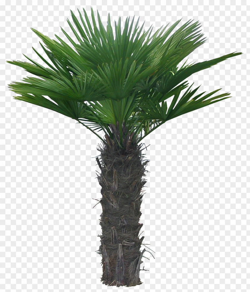 Tree Arecaceae Clip Art PNG