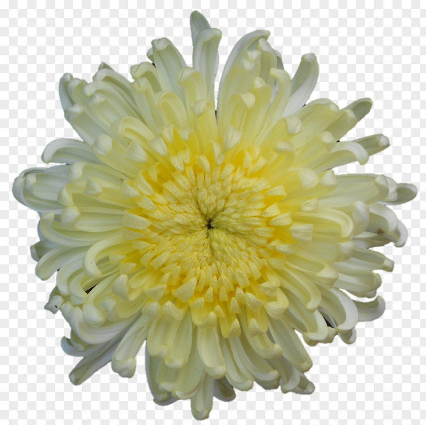 Chrysanthemum Transvaal Daisy PNG