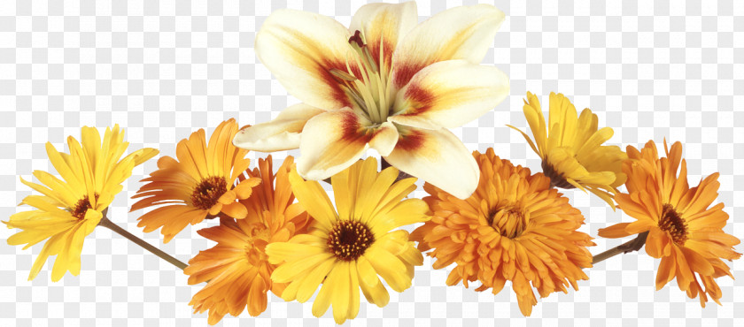 Flowers Yellow Decoupage Oil Painting Blog Clip Art PNG