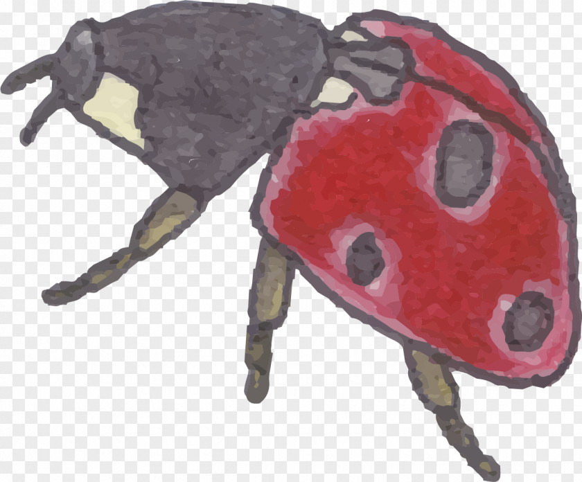 Hand-painted Seven-star Ladybug Ladybird Insect Coccinella Septempunctata PNG