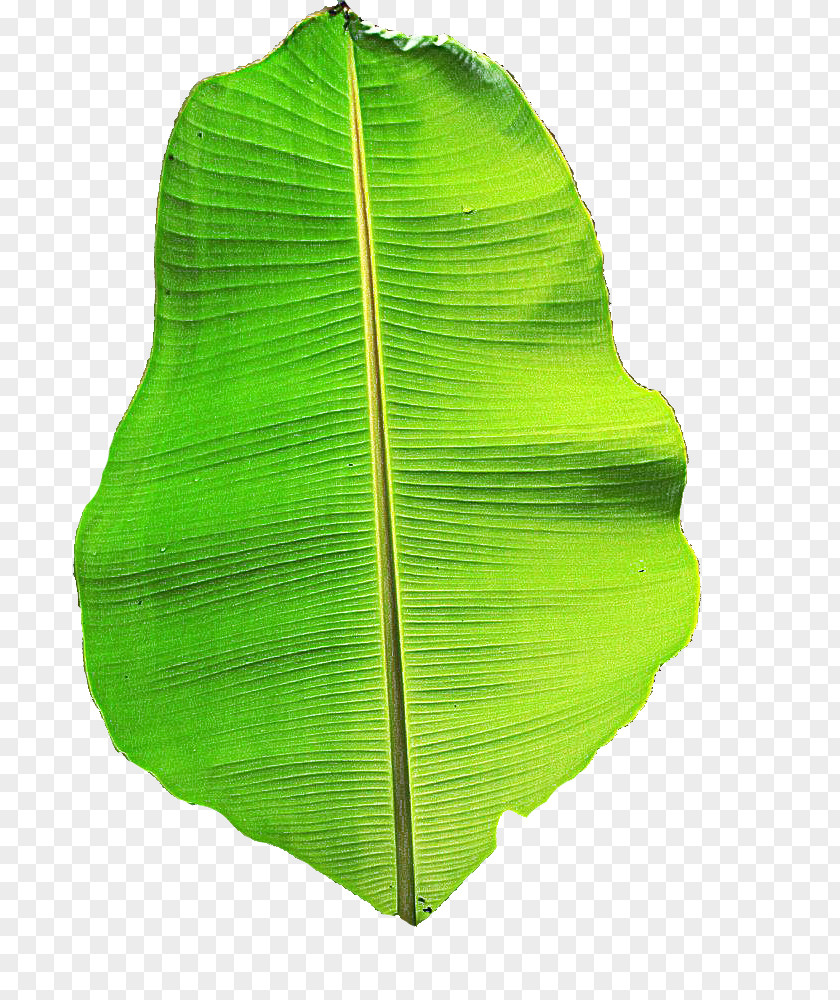 Vascular Plant Tree Banana Leaf PNG