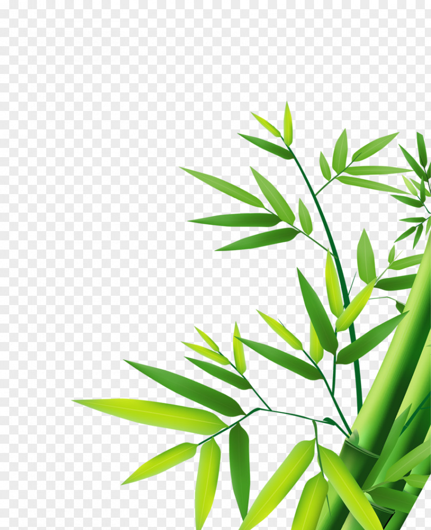 Bamboo Bamboe PNG