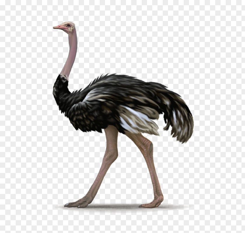 Bird Emu Ratite Clip Art PNG