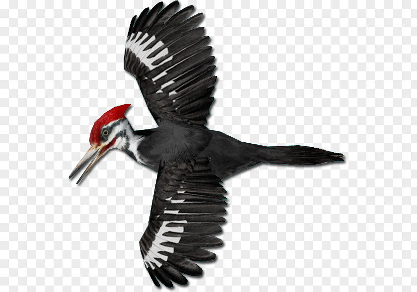 Bird Pileated Woodpecker Piciformes PNG