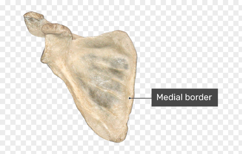Bone Foot Anatomy Coracoid Process Glenoid Cavity Scapula Infraglenoid Tubercle PNG
