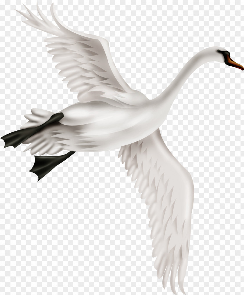 Crane Wings Mute Swan Bird Duck PNG