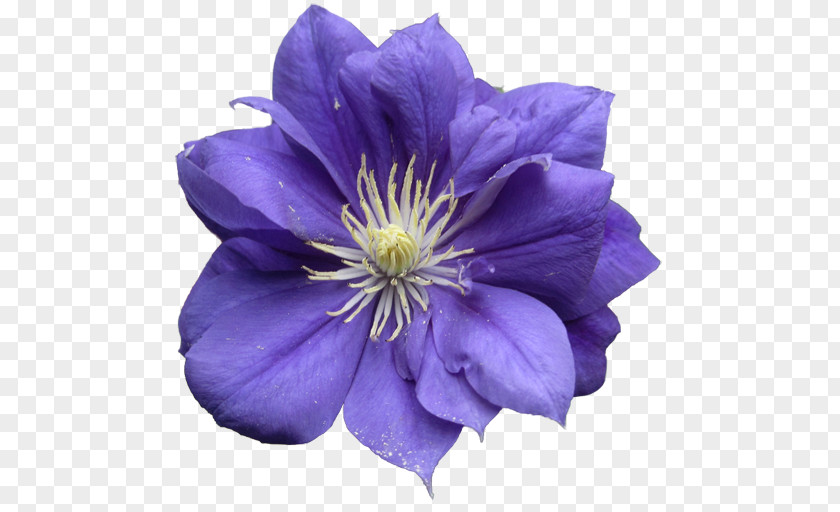 Crape Myrtle Lavender Blue Lilac Violet Purple PNG