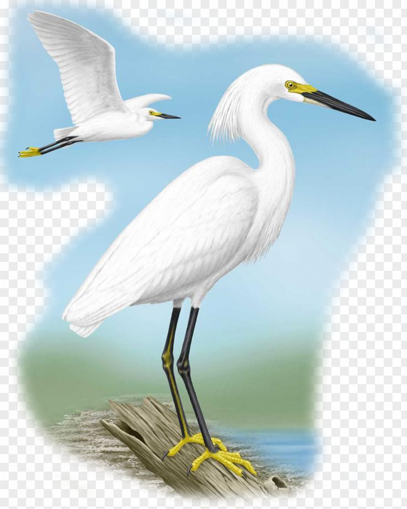 Pelecaniformes Seabird Chinese Background PNG