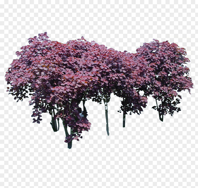 Purple Leaves Alexandra Wood Tree Leaf Euphorbia Cotinifolia PNG