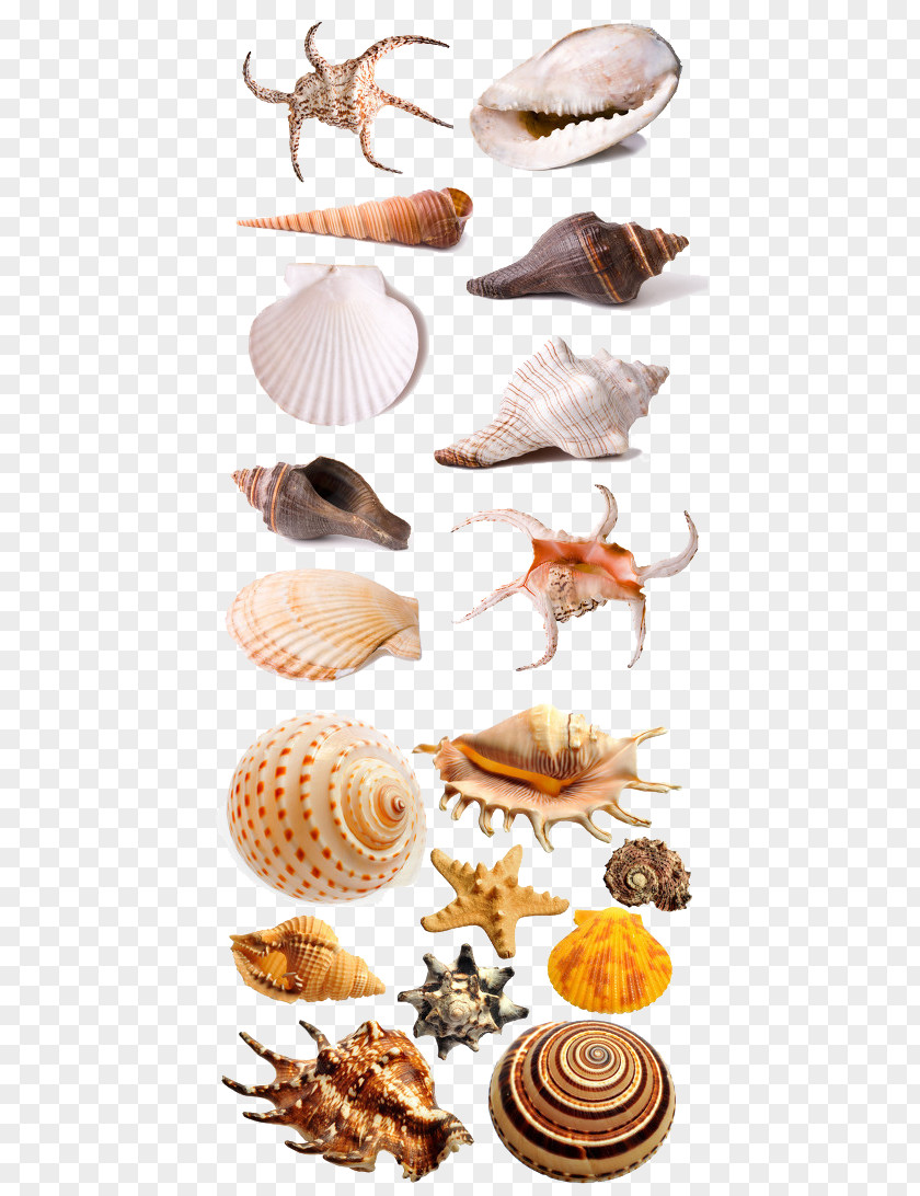 Shell Seafood Seashell Download PNG