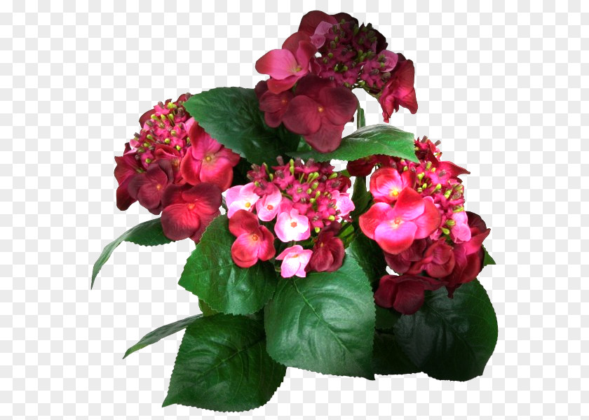 Flower French Hydrangea Cut Flowers Tea Of Heaven Color PNG