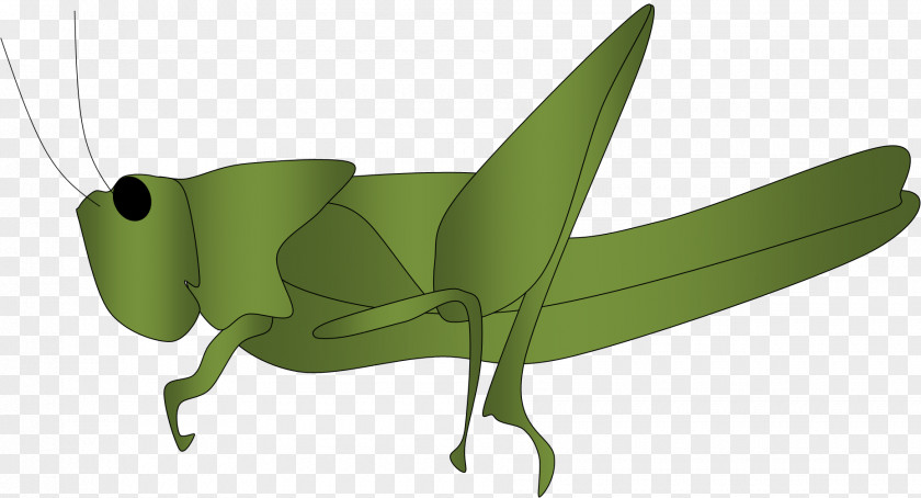 Grasshopper Cliparts Insect The Ant And Clip Art PNG