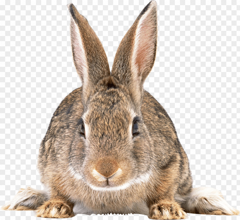 Gray Rabbit Image Clip Art PNG