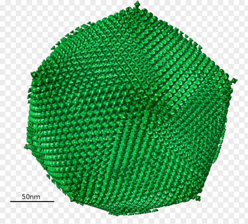 Human Tlymphotropic Virus Green PNG