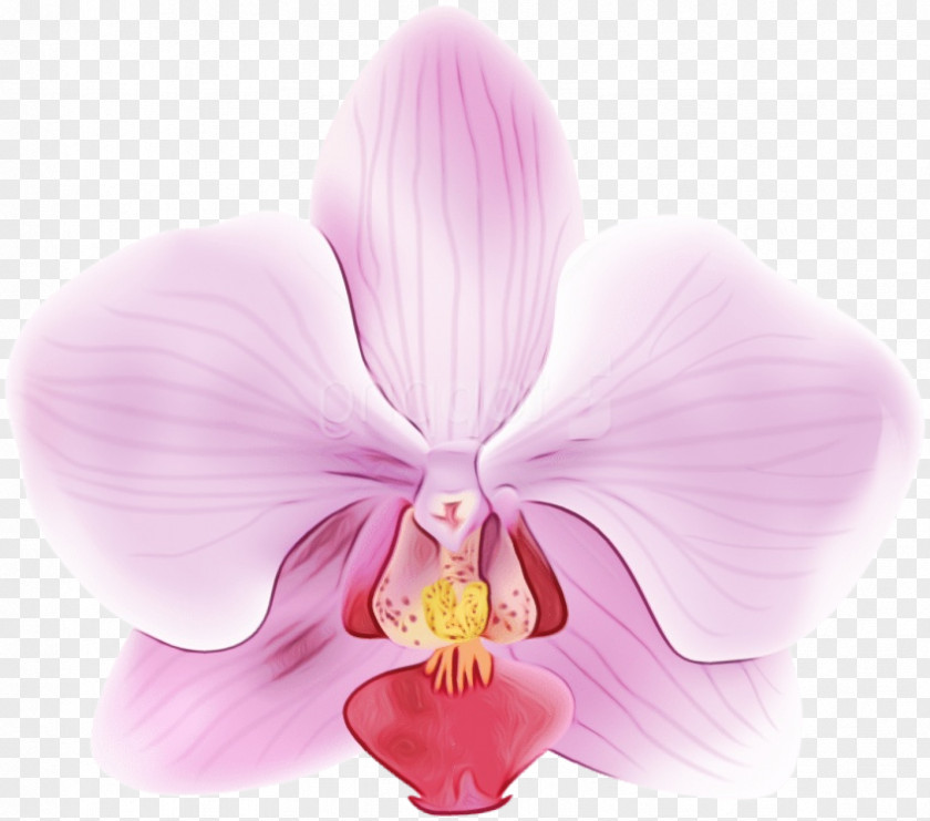 Moth Orchids Flower Violet Petal Cattleya PNG