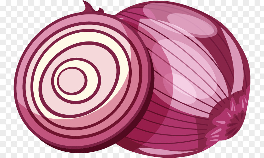 Onion Vector Material Red Euclidean PNG