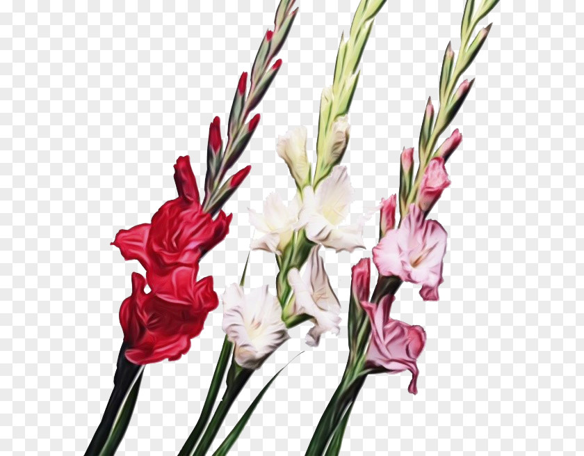 Plant Stem Petal Flower Cut Flowers Gladiolus Pedicel PNG