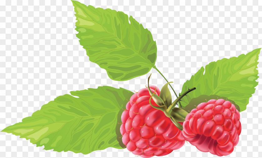 Raspberry Blackberry Clip Art PNG