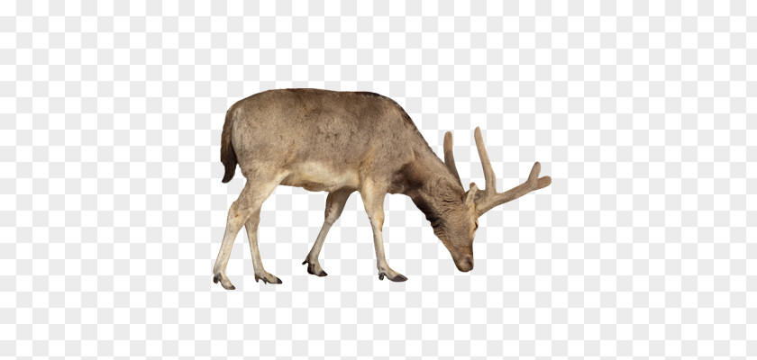 Reindeer Takin Stock Photography PNG