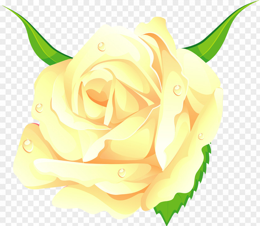 Yellow Rose Centifolia Roses Cut Flowers Beach Garden PNG