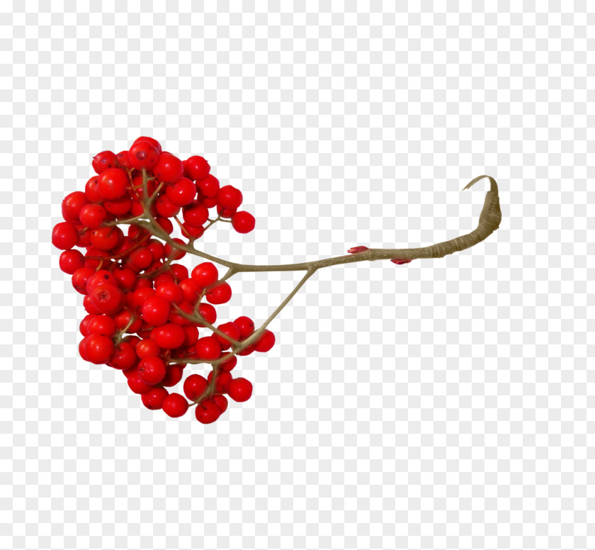 Berries Branch Mountain-ash Photography Ах, Эта Красная Рябина Clip Art PNG