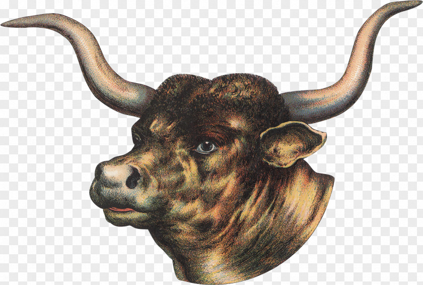 Cattle PhotoScape Clip Art PNG