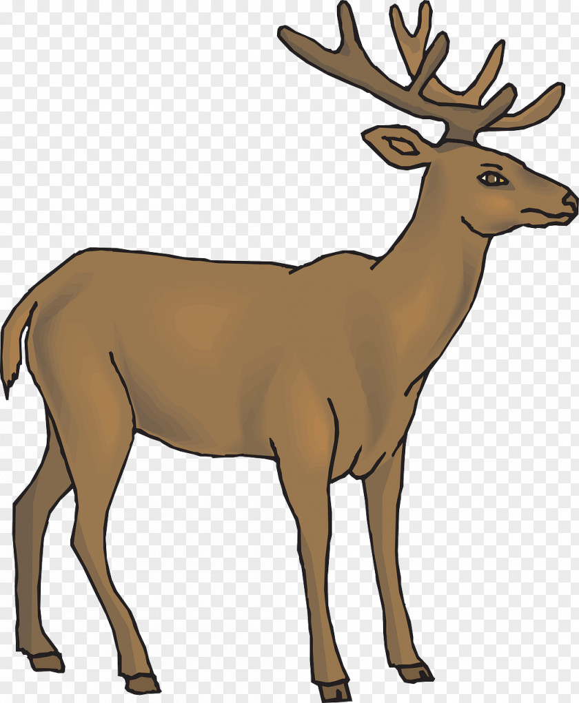 Brown Deer White-tailed Antelope Line Art Clip PNG