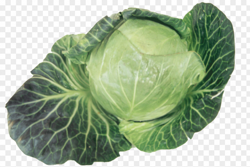 Cabbage Savoy Collard Greens Cruciferous Vegetables Spring PNG