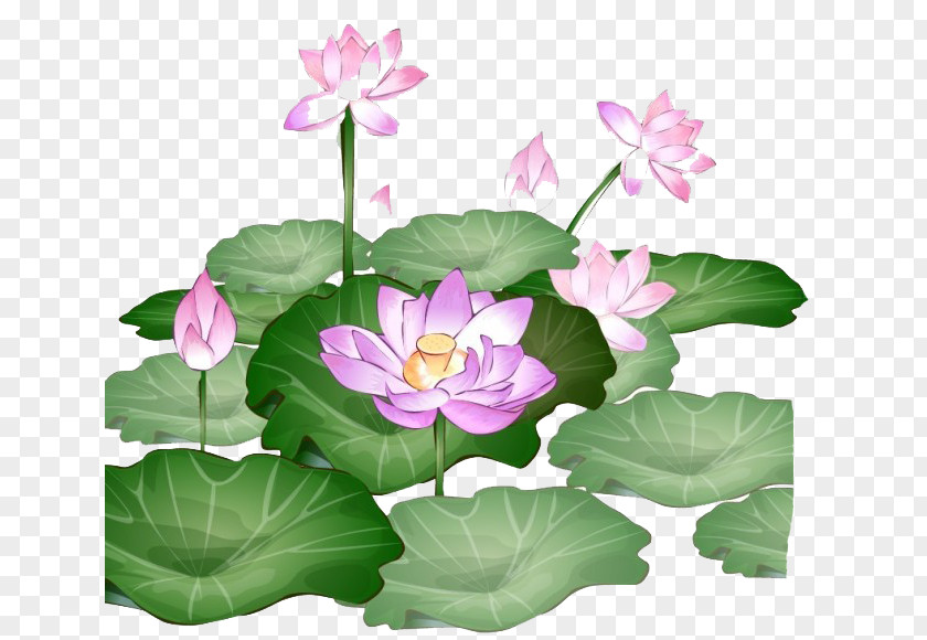 Green Lotus Nelumbo Nucifera Cartoon Illustration PNG