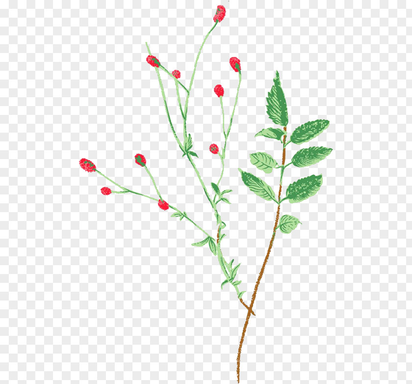 Red Fruit Grass Lilium PNG