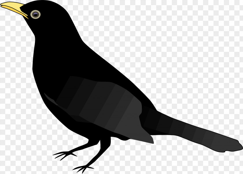 Bird's Clipart Common Blackbird Clip Art PNG