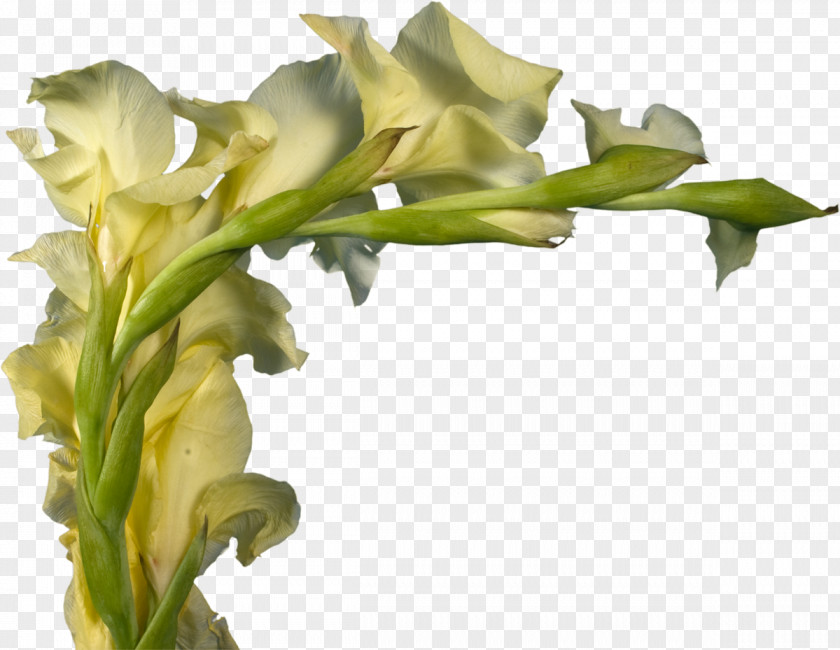 Gladiolus Cut Flowers Plant Stem Swing PNG