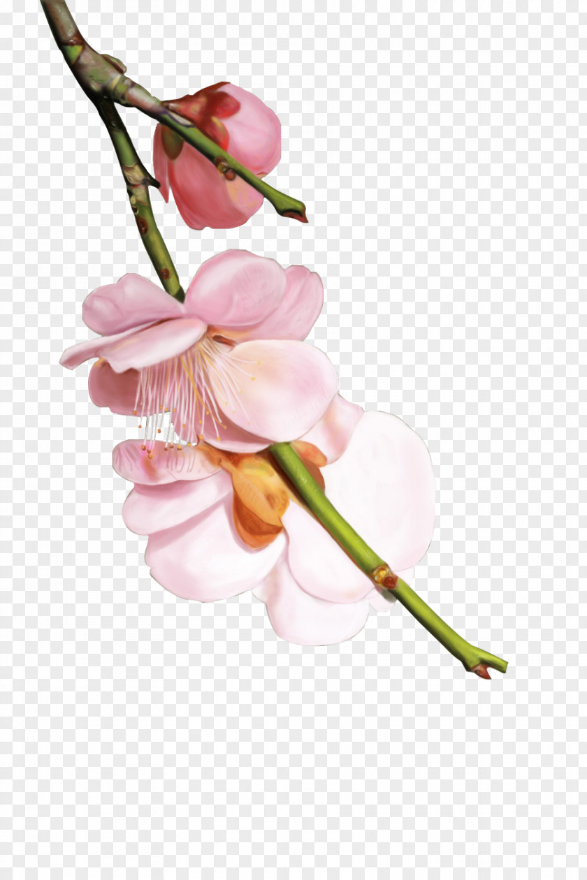 Hand Painted Cherry Petals Blossom PNG