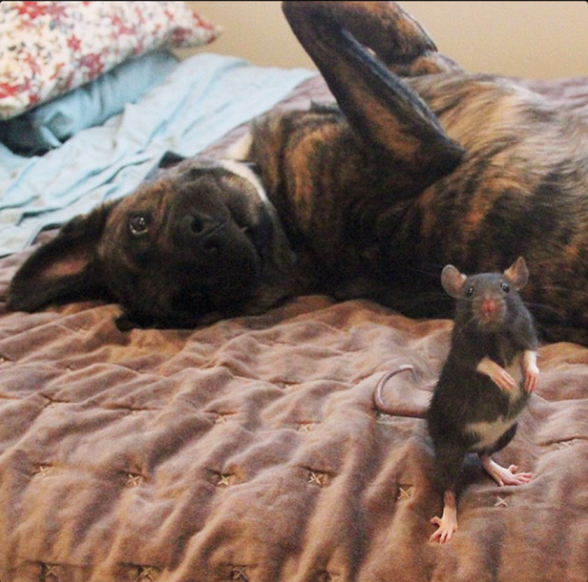 Rat & Mouse Dutch Shepherd German Black And Tan Coonhound Puppy PNG
