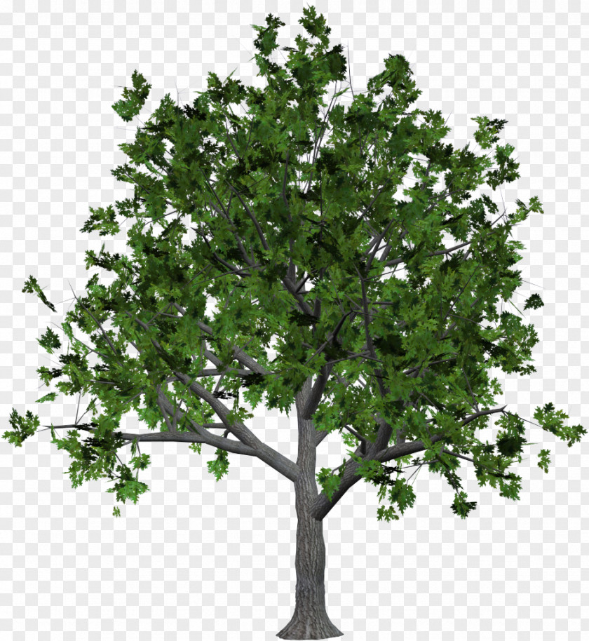 Tree Stock Photography Canopy PNG