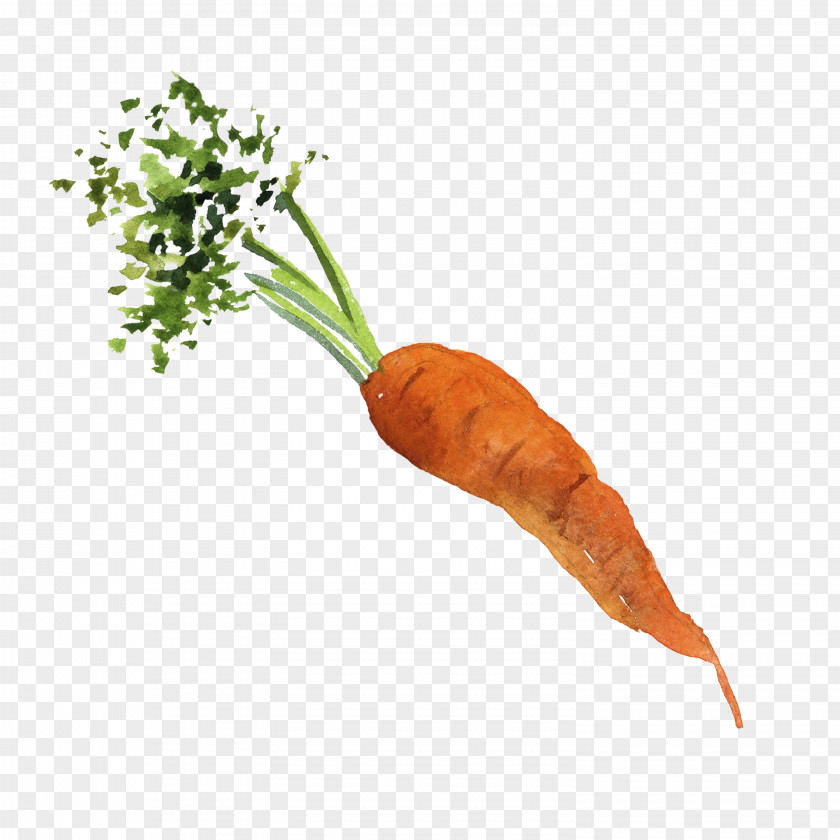 Water Color Carrot Baby Organic Food Vegetable PNG