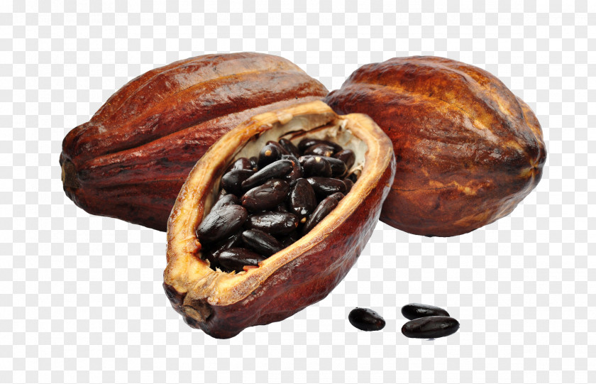 Chocolate Hot Cacao Tree Cocoa Bean Solids PNG
