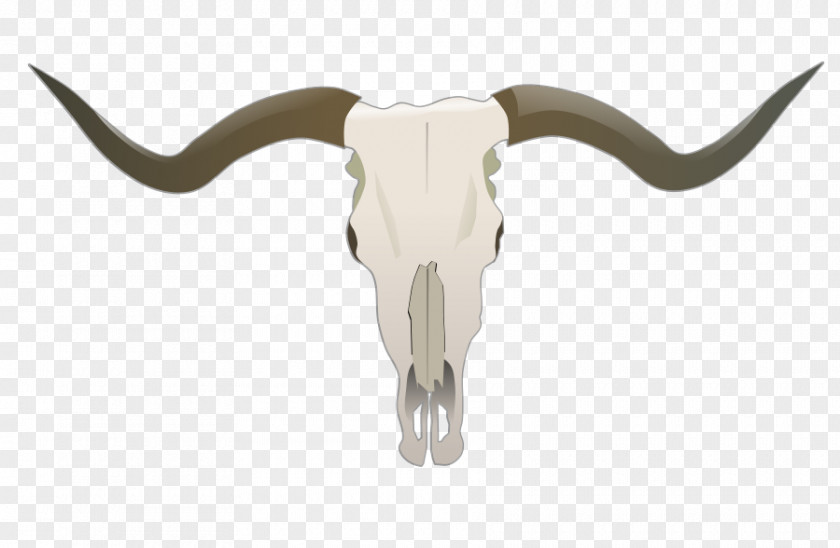 Free Cow Vector Texas Longhorn English Skull Clip Art PNG