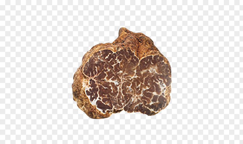 Mushroom Périgord Black Truffle Piedmont White Alba La Truffe PNG
